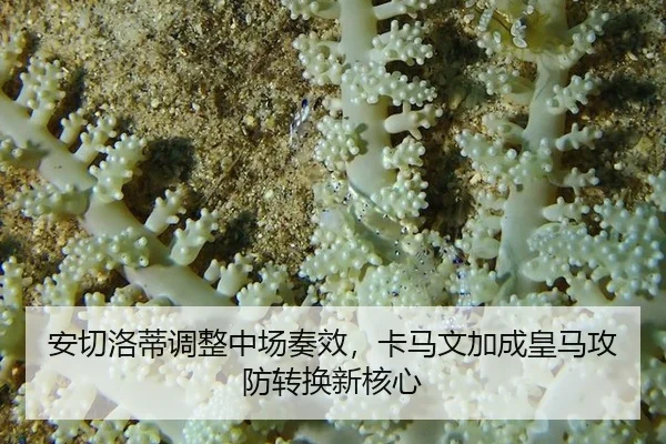 安切洛蒂调整中场奏效，卡马文加成皇马攻防转换新核心